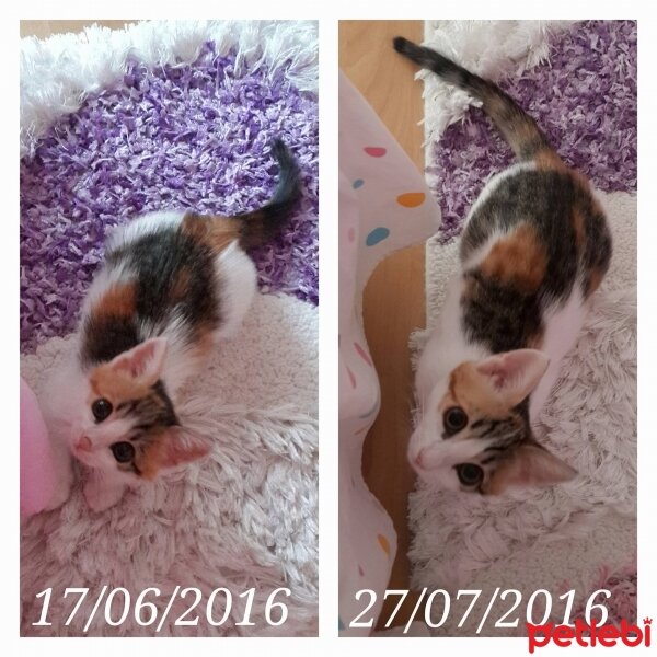 Tekir Kedi, Kedi  Tina♥ fotoğrafı