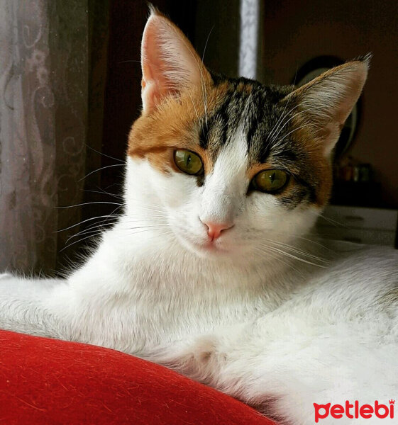 Tekir Kedi, Kedi  Tina♥ fotoğrafı