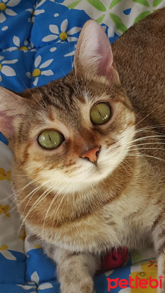 Tekir Kedi, Kedi  Gypsy fotoğrafı