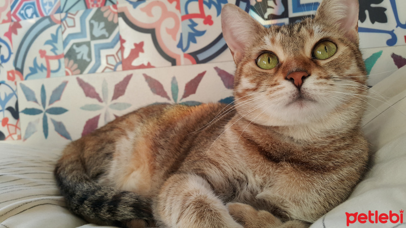 Tekir Kedi, Kedi  Gypsy fotoğrafı