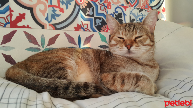 Tekir Kedi, Kedi  Gypsy fotoğrafı