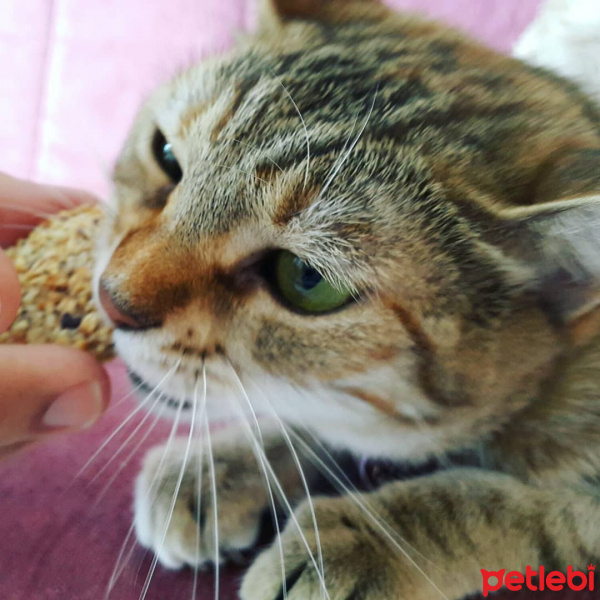 Tekir Kedi, Kedi  Gypsy fotoğrafı