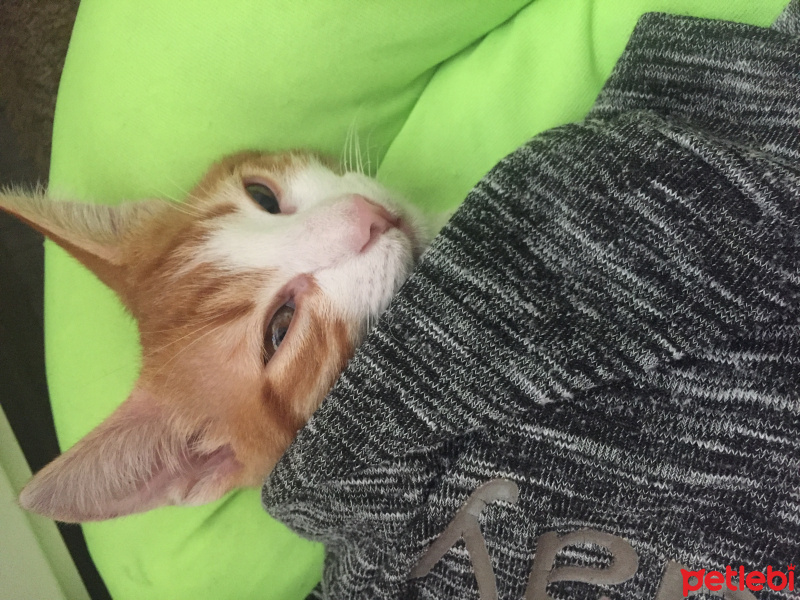 Tekir Kedi, Kedi  Ares fotoğrafı