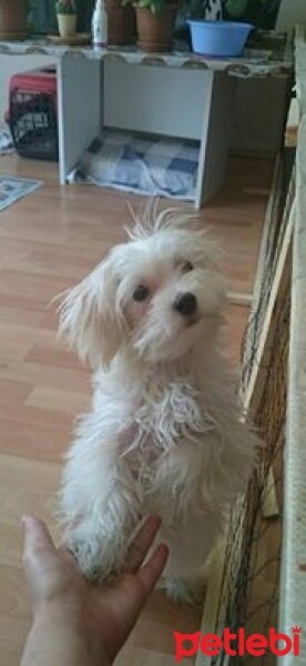 Maltese, Köpek  Ares fotoğrafı