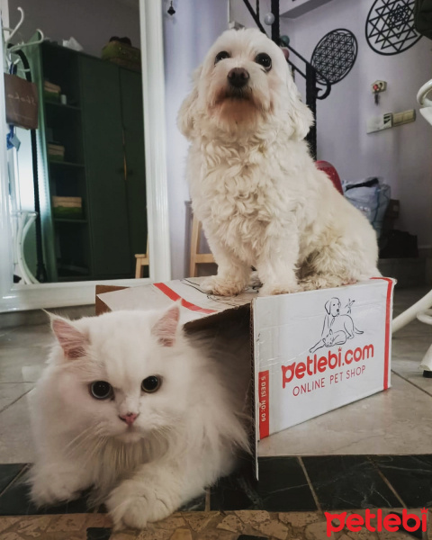 Chinchilla, Kedi  Vanilya fotoğrafı