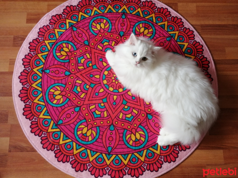 Chinchilla, Kedi  Vanilya fotoğrafı