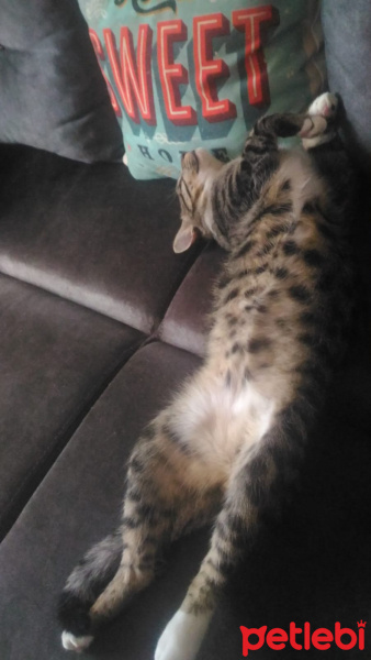 Tekir Kedi, Kedi  Patik fotoğrafı