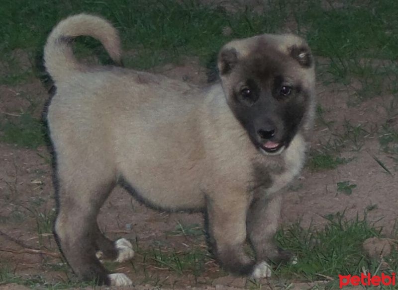 Kangal, Köpek  tina fotoğrafı