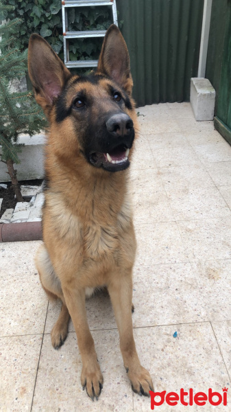 Alman Çoban Köpeği, Köpek  Buddy fotoğrafı