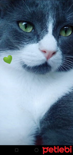 Tekir Kedi, Kedi  Mia fotoğrafı