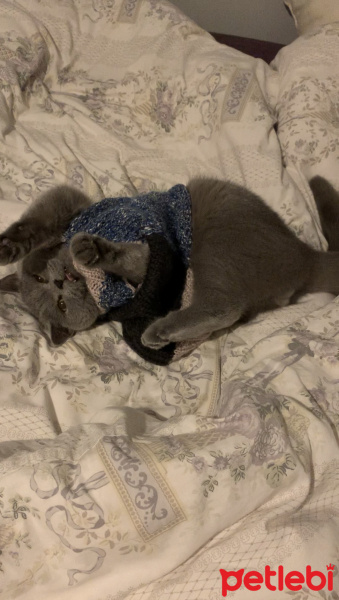 British Shorthair, Kedi  Behlül fotoğrafı