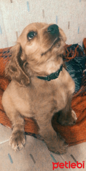 Amerikan Cocker Spaniel, Köpek  Dobby fotoğrafı