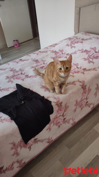 Tekir Kedi, Kedi  şeker fotoğrafı