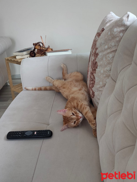Tekir Kedi, Kedi  şeker fotoğrafı