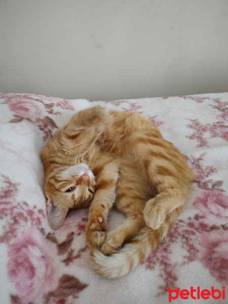 Tekir Kedi, Kedi  şeker fotoğrafı