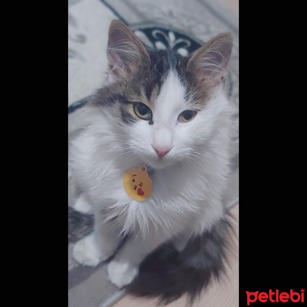 Korat, Kedi  Sütlaç fotoğrafı