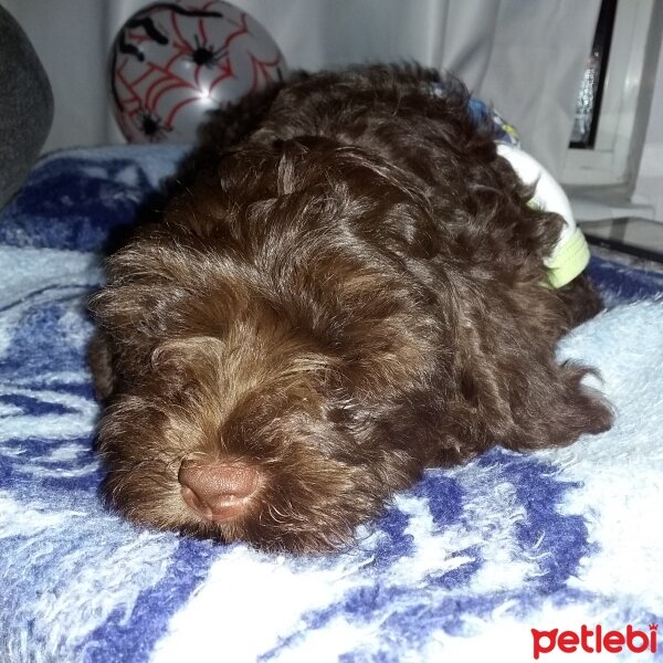 Poodle (Minyatür Kaniş), Köpek  Şila fotoğrafı