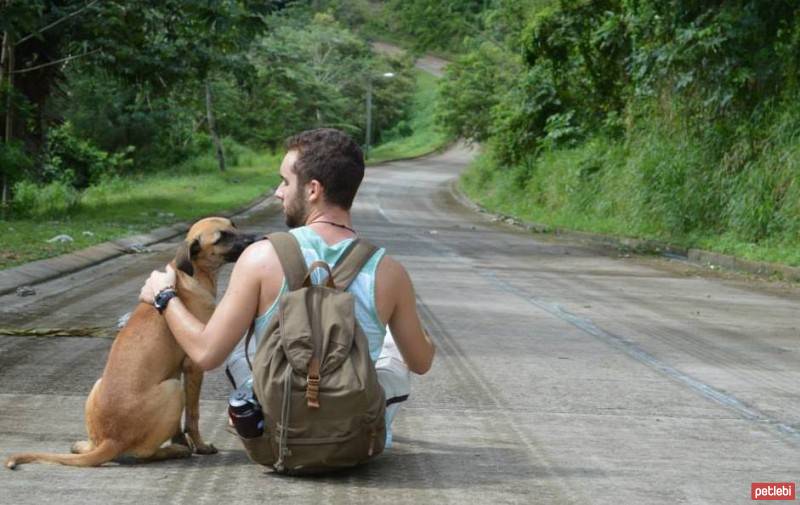 Basenji, Köpek  Donna fotoğrafı