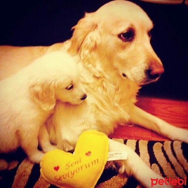 Golden Retriever, Köpek  Narin  fotoğrafı