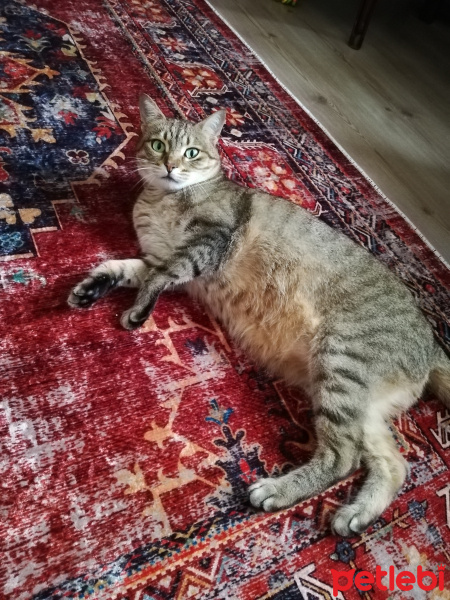 Tekir Kedi, Kedi  NUNA fotoğrafı
