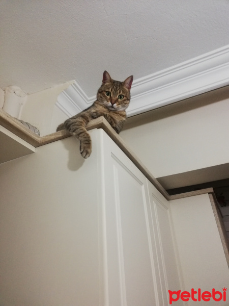 Tekir Kedi, Kedi  NUNA fotoğrafı