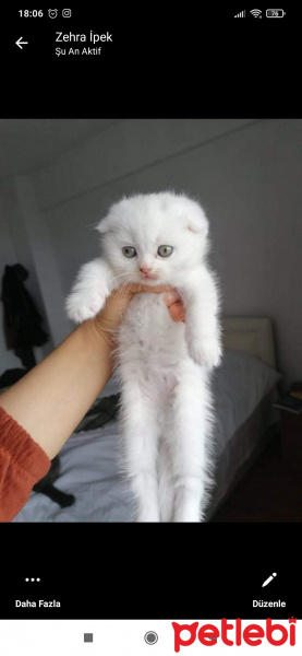 Scottish Fold, Kedi  ... fotoğrafı