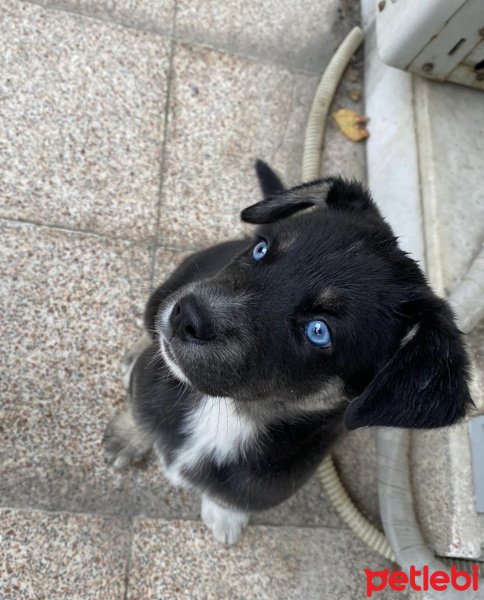 Sokö (Sokak Köpeği), Köpek  Gece fotoğrafı