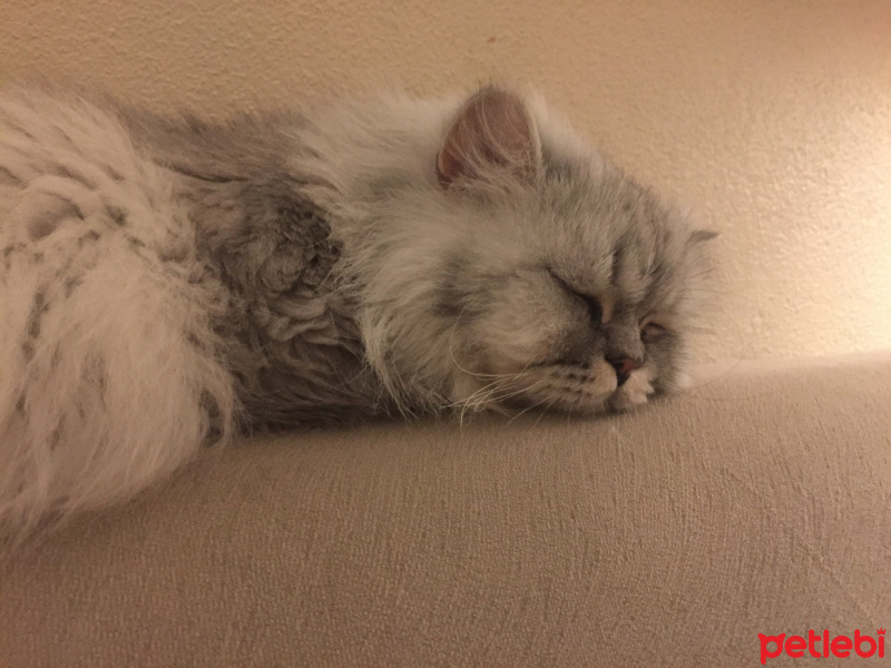 British Shorthair, Kedi  Tom fotoğrafı