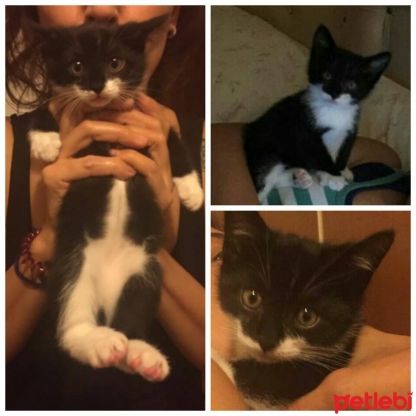 Tekir Kedi, Kedi  ÖKSÜZ fotoğrafı