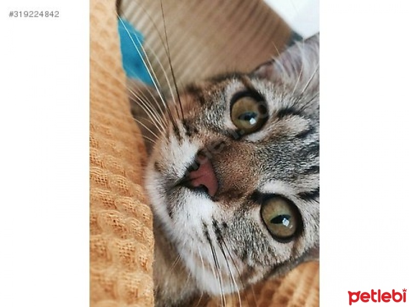 Tekir Kedi, Kedi  essay fotoğrafı