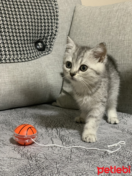 British Shorthair, Kedi  Bella fotoğrafı