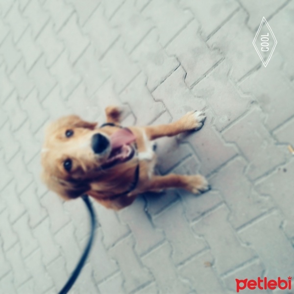 Golden Retriever, Köpek  Paşa  fotoğrafı