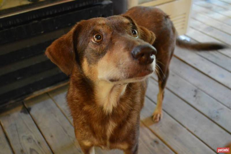 Brittany, Köpek  Tammy fotoğrafı