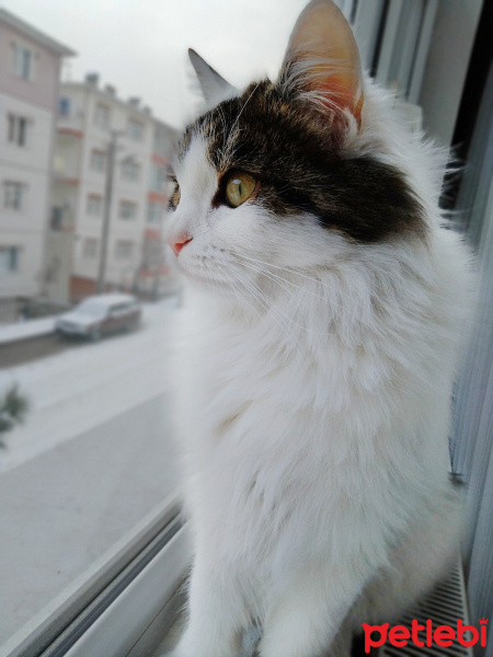 Tekir Kedi, Kedi  Pamuk fotoğrafı