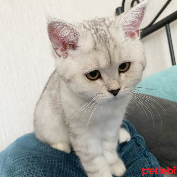 British Shorthair, Kedi  Alice fotoğrafı