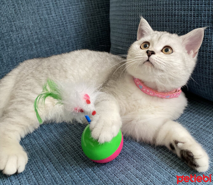 British Shorthair, Kedi  Alice fotoğrafı