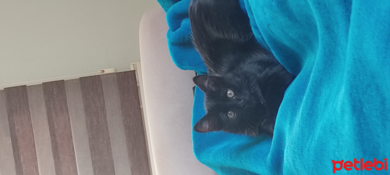 Tekir Kedi, Kedi  Zeytin fotoğrafı