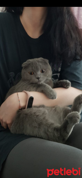 Scottish Fold, Kedi  LİLO fotoğrafı
