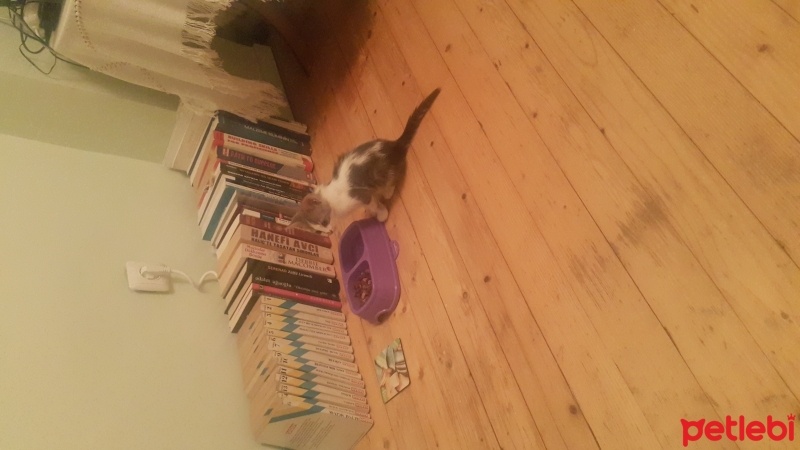 Tekir Kedi, Kedi  Gogo fotoğrafı