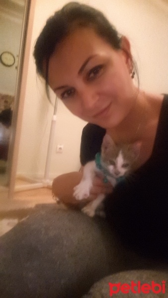 Tekir Kedi, Kedi  Gogo fotoğrafı