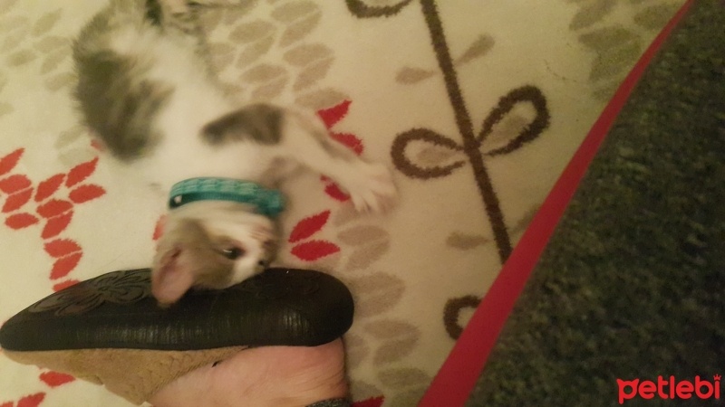 Tekir Kedi, Kedi  Gogo fotoğrafı