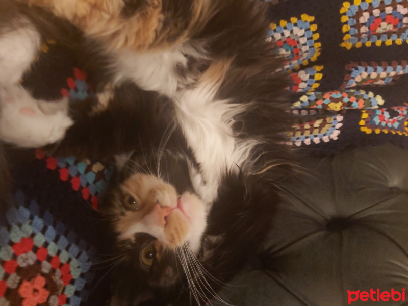 Norwegian Forest, Kedi  Zilli fotoğrafı