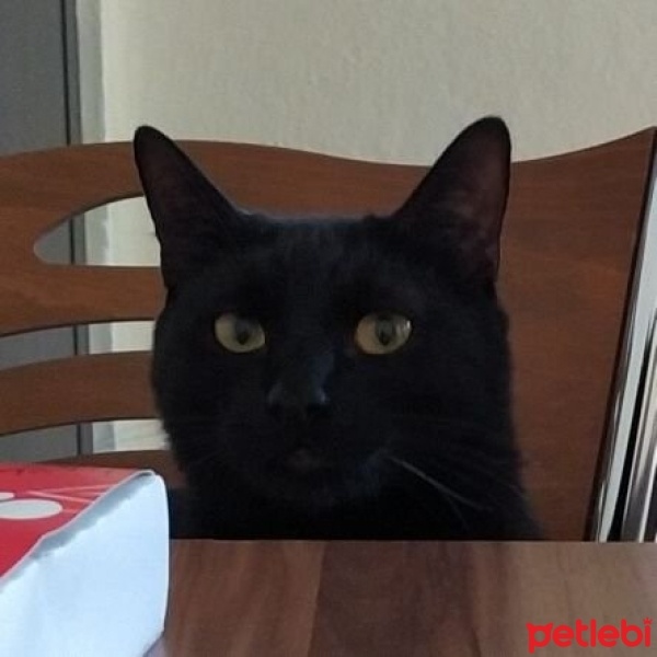 Tekir Kedi, Kedi  Gece fotoğrafı
