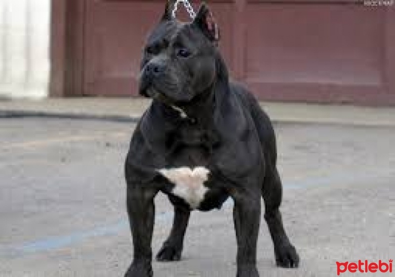 Türk Tazısı, Köpek  Hırçı fotoğrafı