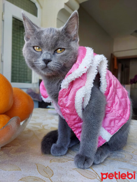 British Shorthair, Kedi  Cesur fotoğrafı