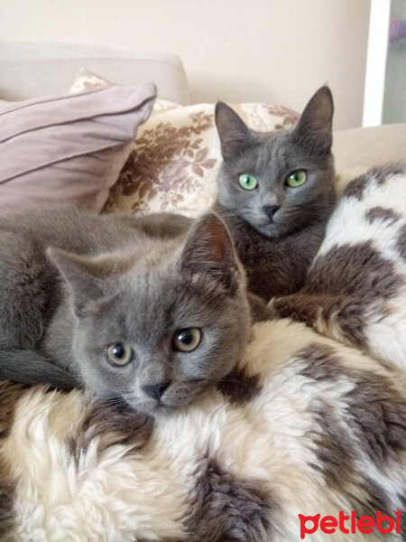 British Shorthair, Kedi  Cesur fotoğrafı