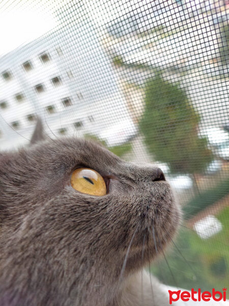 British Shorthair, Kedi  Cesur fotoğrafı