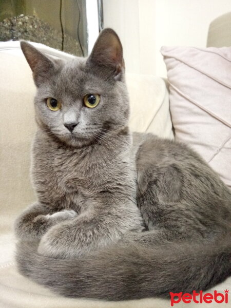 British Shorthair, Kedi  Cesur fotoğrafı