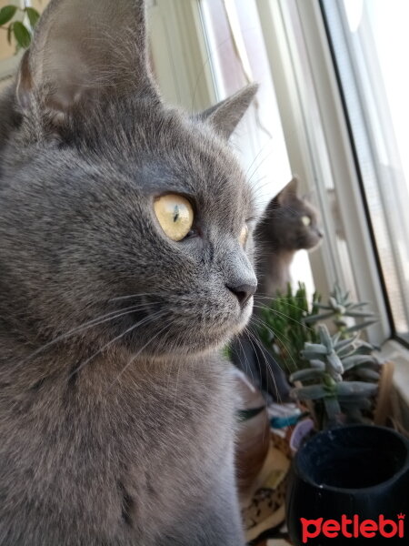 British Shorthair, Kedi  Cesur fotoğrafı