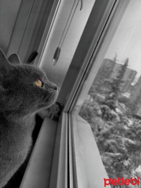 British Shorthair, Kedi  Cesur fotoğrafı